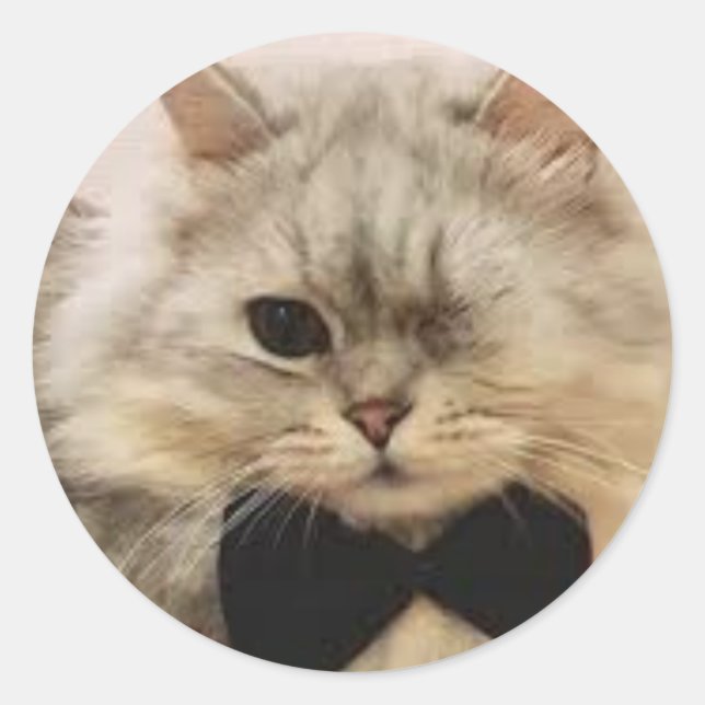 Enögd katt runt klistermärke (Framsida)