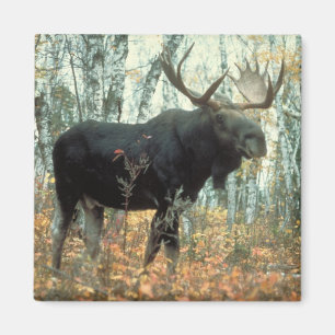 Enorm älg magnet