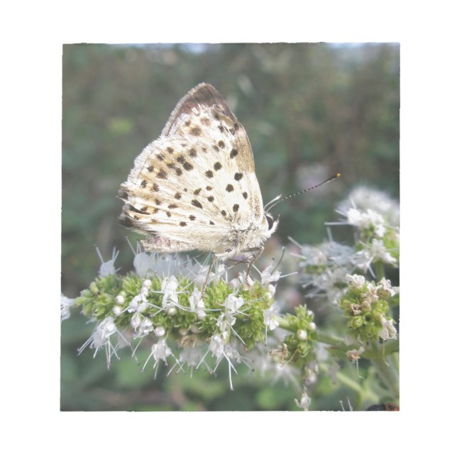 Enorm Cream och Chocolate Butterfly Anteckningsblock (Framsida)