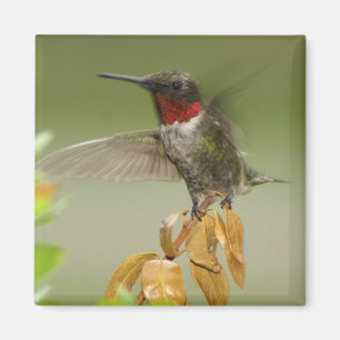 Enorm Hummingbird Magnet