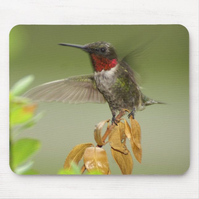 Enorm hummingbird musmatta (Framsidan)