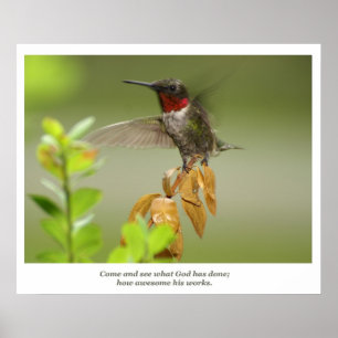Enorm Hummingbird Poster