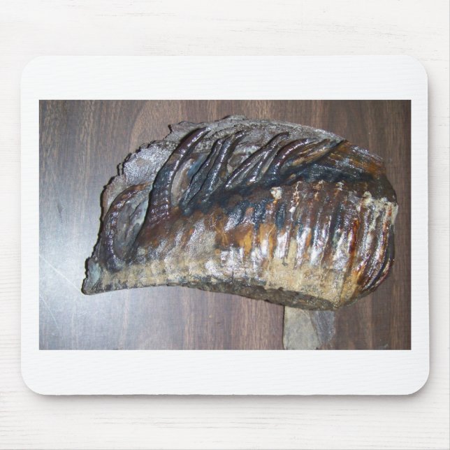 enorm kolossal tand musmatta (Framsidan)