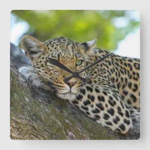 Enorm Leopard Fyrkantig Klocka