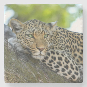 Enorm Leopard Underlägg Sten