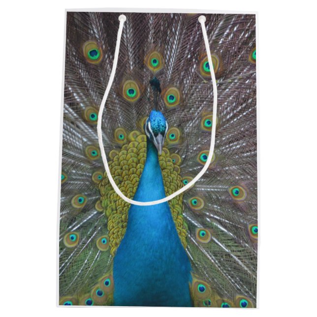 Enorm peacock (Baksidan)