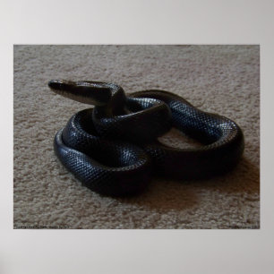 Enorm reptilaffisch för fantastisk svart orm poster