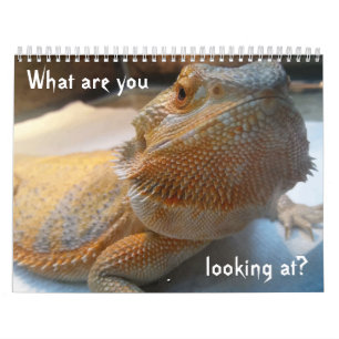 Enorm ROLIG kalender för 2019