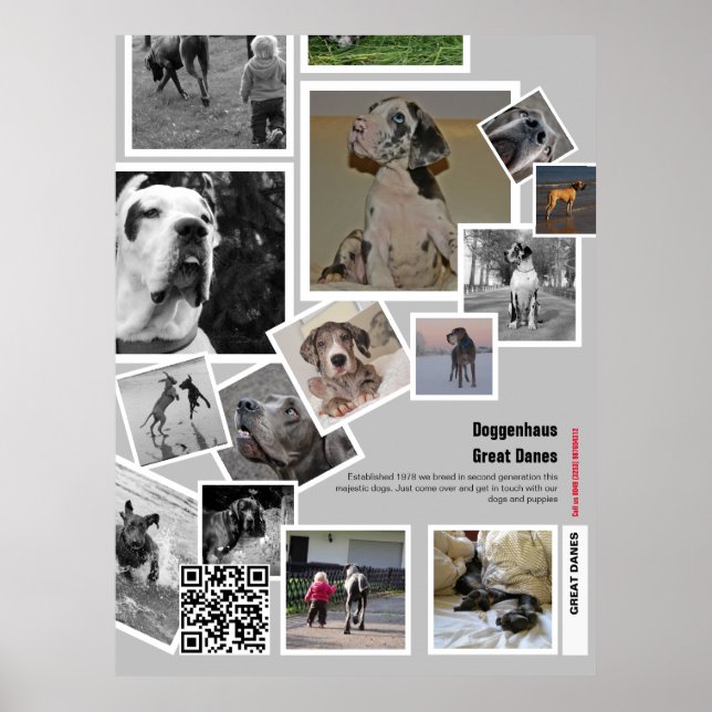 Enorm stor Great Dane-valp till salu Poster (Framsidan)