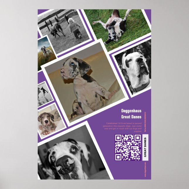 Enorm stor hund säljer poster (Framsidan)