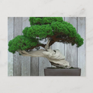 Enorma enBonsai Vykort