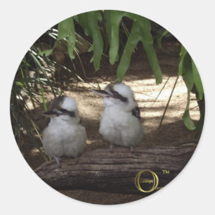 Enorma Kookaburras Runt Klistermärke