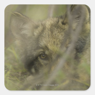 ensam av Grått- varg (Canis lupus) valp, gömmand Fyrkantigt Klistermärke
