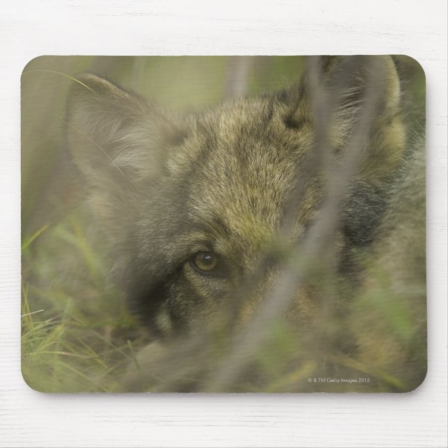 ensam av grått varg (Canis lupus) valp, gömmande i Musmatta (Framsidan)