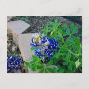 Ensam Bluebonnet Vykort