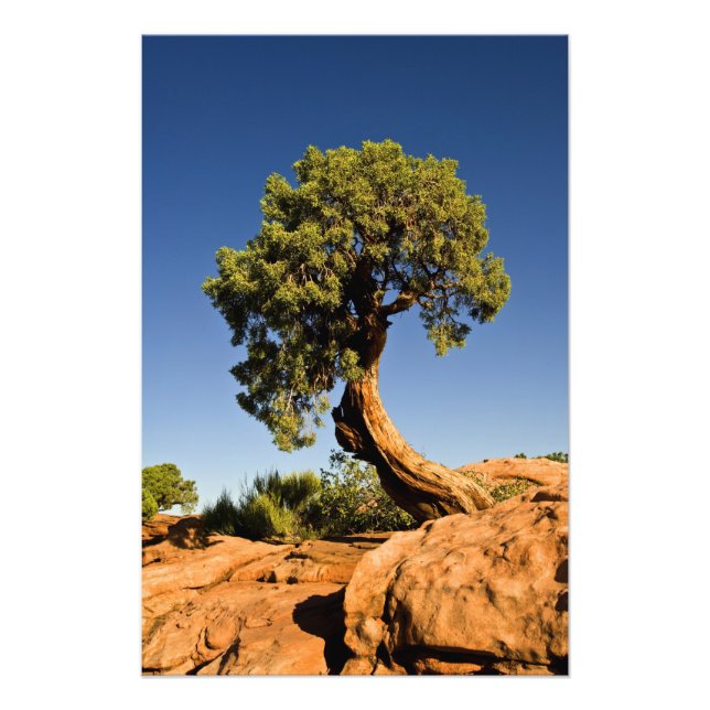 Ensam ceder, Deadhorse Point State Park, Fototryck (Framsidan)