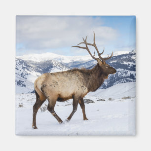 Ensam Elkstångsälg Yellowstone National Park Magnet