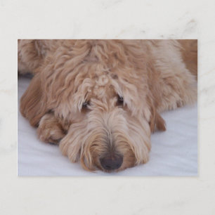 Ensam, förtjusande & gullig GoldenDoodle hund för Vykort