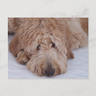 Ensam, förtjusande & gullig GoldenDoodle hund för Vykort