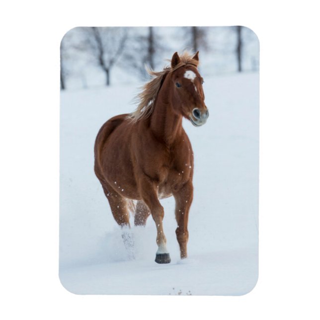 Ensam häst som springer i snö magnet (Vertikal)
