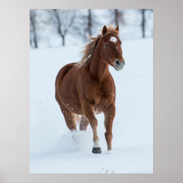 Ensam häst som springer i snö poster (Framsidan)
