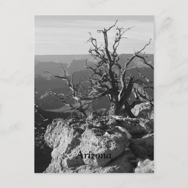 Ensam i Arizona Vykort (Framsida)