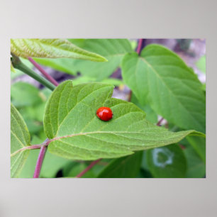 ensam ladybug poster