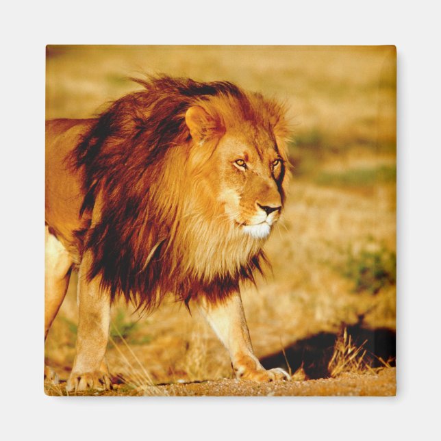 Ensam Lejon Magnet (Framsidan)