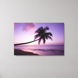 Ensam palmer vid solnedgång, Coconut Grove strand Canvastryck