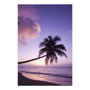 Ensam palmer vid solnedgång, Coconut Grove strand Fototryck