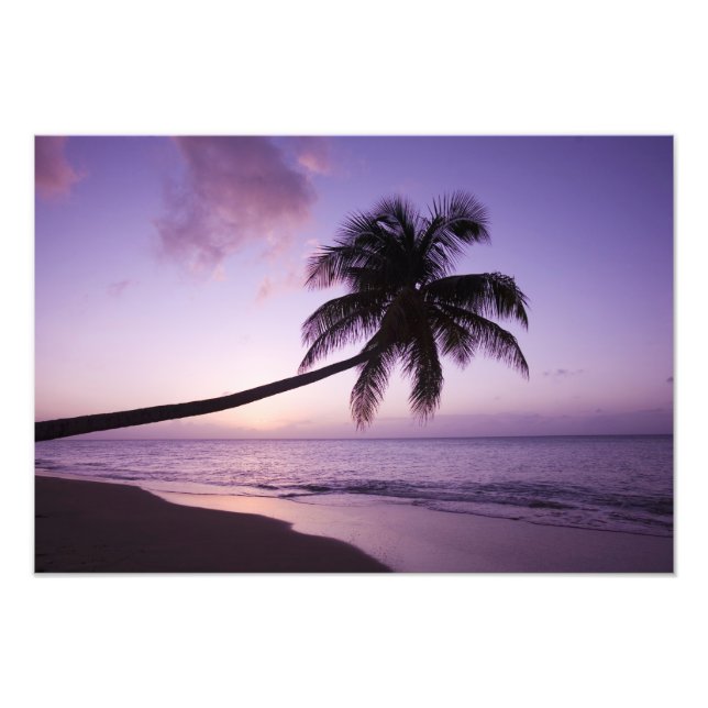 Ensam palmer vid solnedgång, Coconut Grove strand  Fototryck (Framsidan)