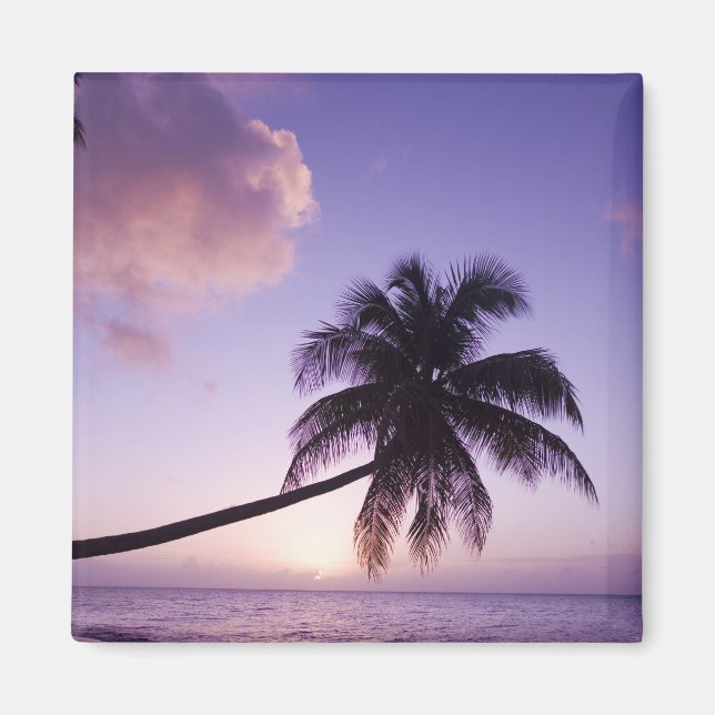 Ensam palmer vid solnedgång, Coconut Grove strand Magnet (Framsidan)