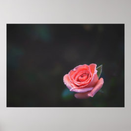 Ensam rosa ros med dagg poster