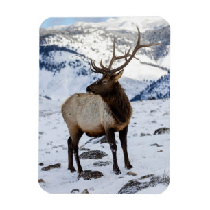 Ensam tjurälg i snö Yellowstone National Park Magnet