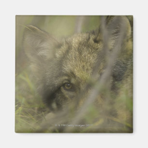 Ensam valp för grå färgvarg (Canislupus) och at Magnet