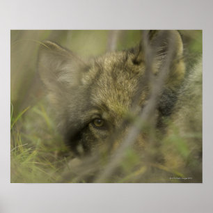 Ensam valp för grå färgvarg (Canislupus) och at Poster