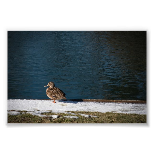 Ensamma anka  fototryck (Framsidan)