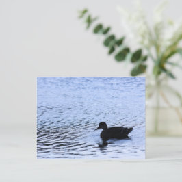 Ensamma Ankor Vilda Sjöar Vatten Krusningar Fotogr Vykort