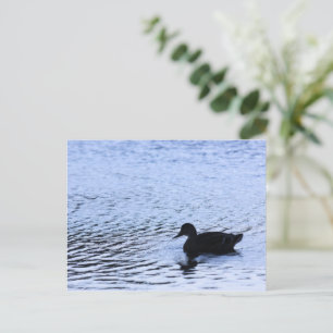 Ensamma Ankor Vilda Sjöar Vatten Krusningar Fotogr Vykort