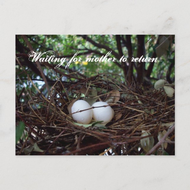 Ensamma fåglar bygga bo vykort (Framsida)