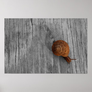 Ensamt snigeltryck poster