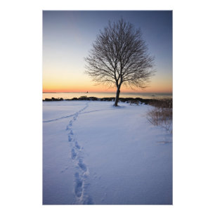 Ensamt träd i färsk snö vid New Castle Common Fototryck