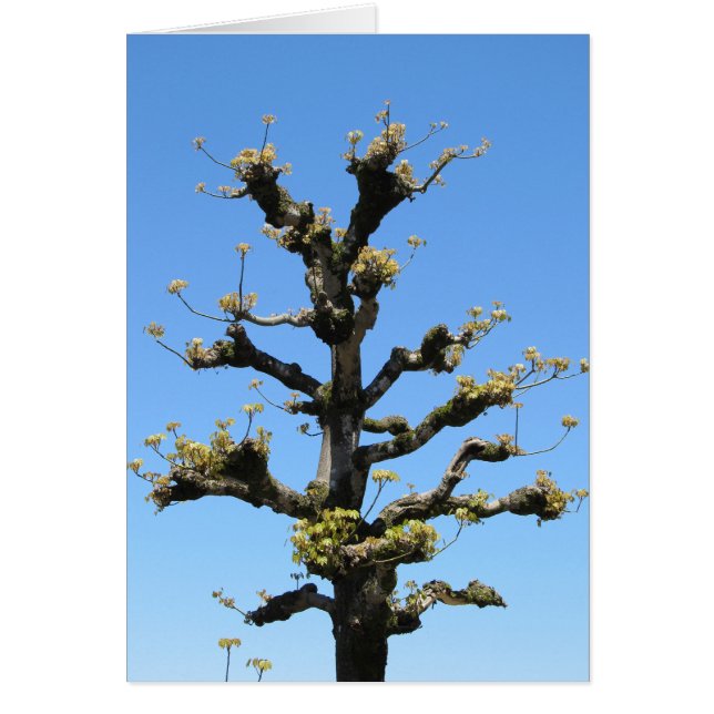 Ensamt träd - TBD-serie OBS Kort (Framsidan)