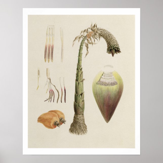 Ensete nr 10, tidigare tilldelad James Bruce Poster (Framsidan)