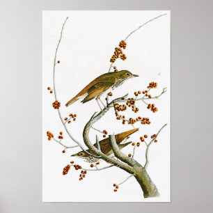 EnslingtrastJohn James Audubon fåglar av Amerika Poster