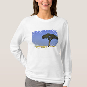 Enstaka akaciaträd på gräsbevuxna slätter, Masai M T-shirt