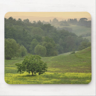 Enstaka träd på jordbruksfält, Toscana, Musmatta