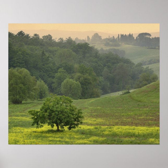 Enstaka träd på jordbruksfält, Toscana, Poster (Framsidan)