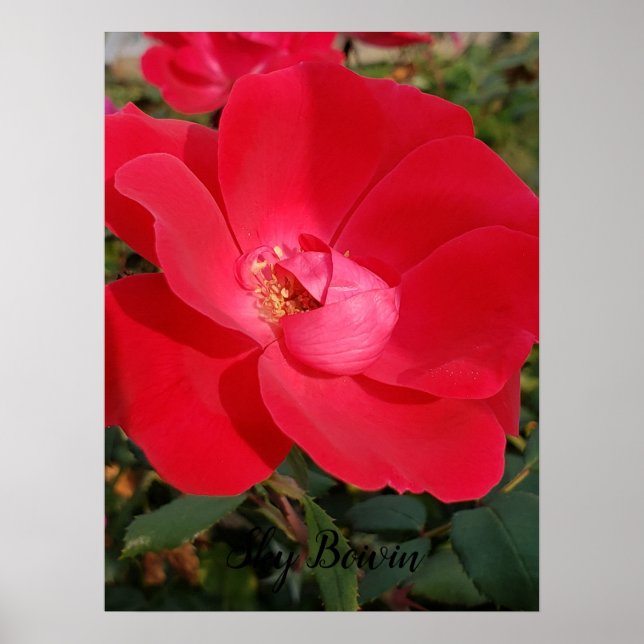 enstjärt poster (Framsidan)