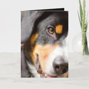 Entlebucher - I've fick min ögon på dig! Helgkort
